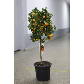 Мандариновое дерево 120 см.