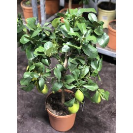 Лимон 65-70 см