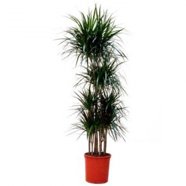 Драцена Маргината высота 150 см.