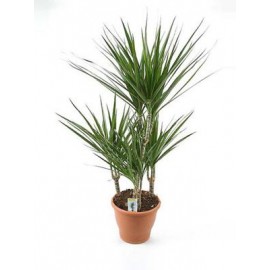 Драцена высота 60-70 см.