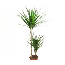 Драцена 2 ствола высота 70-80 см.