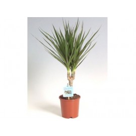 Драцена Маргината 1 ствол, высота 50-60 см.