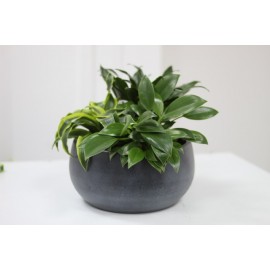 Пальмово-лиственный сад