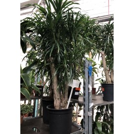 Драцена рефлекса Анита 110 см