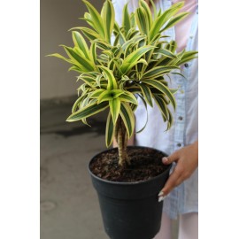 Драцена Песня Индии высота 65 см