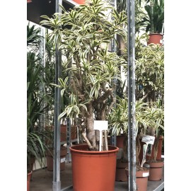 Драцена Сонг оф Индия