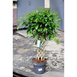 Фикус Бенджамина микс 140 см