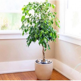 Фикус Бенджамина 120 см в кашпо