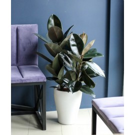 Фикус робуста 3 ствола в кашпо