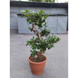 Фикус микрокарпа генсенг бонсай