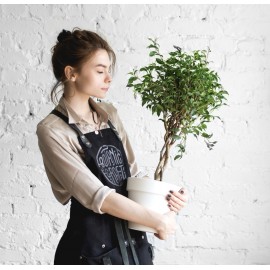 Фикус Бенджамина в кашпо высота 50-60 см.