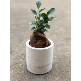 Фикус микрокарпа в бетоне