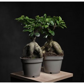 Фикус Генсег бонсай