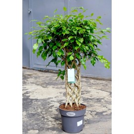 Фикус Бенджамина решетка 100 см