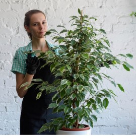 Фикус Бенджамина высота 70 см