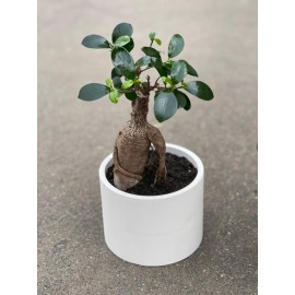 Фикус микрокарпа в стильном кашпо 