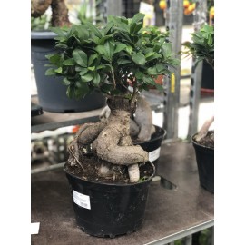 Фикус микрокарпа высота 50 см