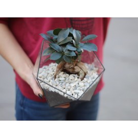 Флорариум «Фикус генсенг»