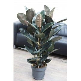 Фикус Эластика Абиджан 3 ствола 120 см.