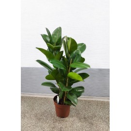 Фикус эластика 3 ствола высота 90 см