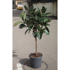 Фикус Эластика Робуста штамб высота 160 см