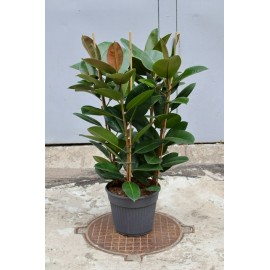 Фикус Робуста 4 ствола / 135 см