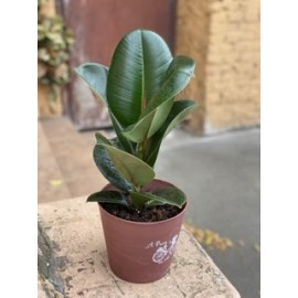 Фикус Эластика в ведерке