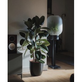 Фикус эластика 100 см., в кашпо 