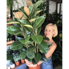 Фикус Робуста 3 ствола 100 см.