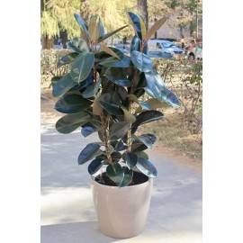 Фикус Эластика в кашпо с автополивом высота 160 см.