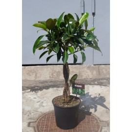 Фикус Робуста переплетенный 120-130 см.