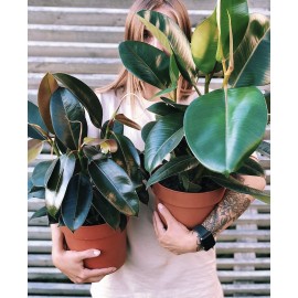 Дуэт из фикусов 