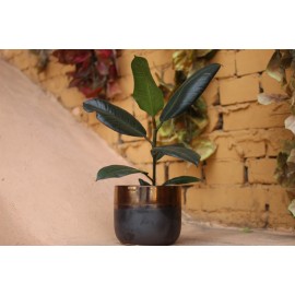 Фикус Эластика в кашпо 