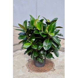 Фикус Робуста 5 стволов 120-130 см.