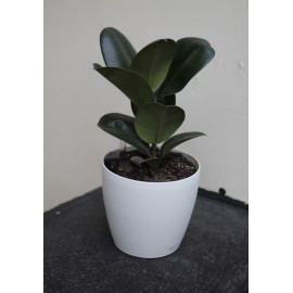 Фикус эластика в кашпо с автополивом