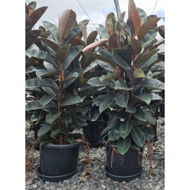 Фикус эластика 3 СТВ / высота 210 см.