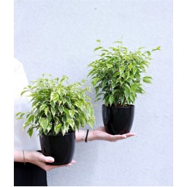 Фикус в чёрном кашпо 