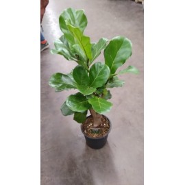 Фикус лирата бранч