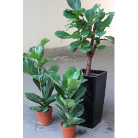 Трио Лирата