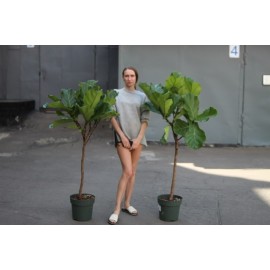 Фикус Лирата 130 см., на стволе