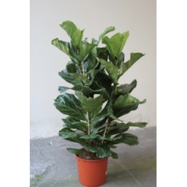 Фикус Лирата 3 ствола, высота 140 см.