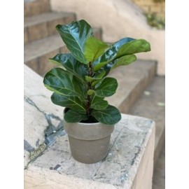 Фикус Лирата в кашпо высота 50 см.