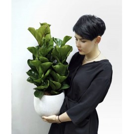 Лирата в белом кашпо