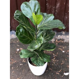 Фикус Лирата в кашпо с автополивом 