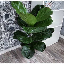 Фикус Лирата высота 100 см. 