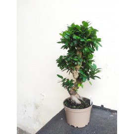 Фикус бонсай «красавчик»