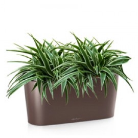 Хлорофитум в доме!