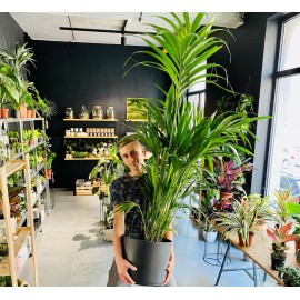 Пальма Ховея высота 180 см., в кашпо Экопотс