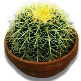 Эхинокактус Грузони средний