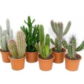 Микс из 7 кактусов